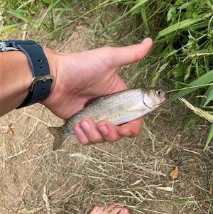 Oncorhynchus mykiss at Tumbarumba, NSW - 9 Nov 2024 01:28 PM