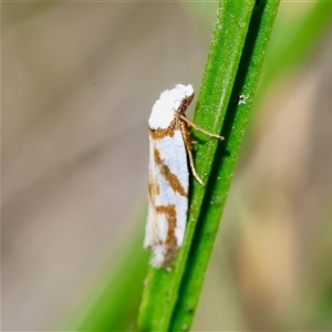 Oxythecta acceptella at Mongarlowe, NSW - suppressed