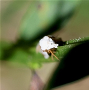 Oxythecta acceptella at Mongarlowe, NSW - suppressed