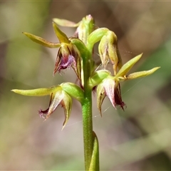 Corunastylis oligantha (Mongarlowe Midge Orchid) by LisaH