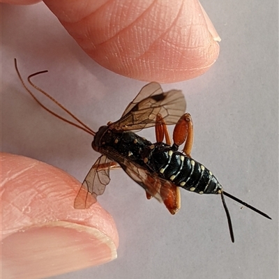 Echthromorpha intricatoria (Cream-spotted Ichneumon) at Robertson, NSW - 8 Feb 2025 by PaperbarkNativeBees