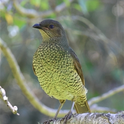 Ptilonorhynchus violaceus (Satin Bowerbird) at Mongarlowe, NSW - 1 Mar 2025 by LisaH