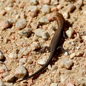 Lampropholis delicata (Delicate Skink) at Mongarlowe, NSW - 1 Mar 2025 by LisaH