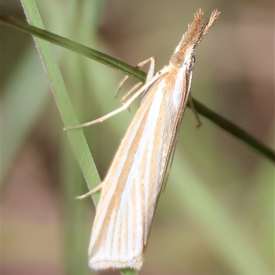 Hednota species near grammellus (Pyralid or snout moth) at Mongarlowe, NSW - 1 Mar 2025 by LisaH