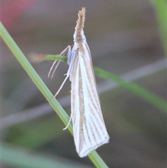 Hednota species near grammellus at Mongarlowe, NSW - suppressed