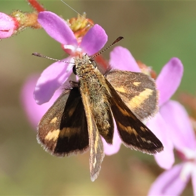 Taractrocera papyria (White-banded Grass-dart) at Mongarlowe, NSW - 1 Mar 2025 by LisaH