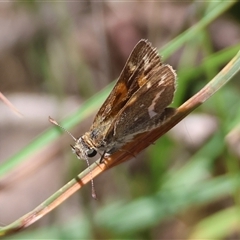 Taractrocera papyria (White-banded Grass-dart) at Mongarlowe, NSW - 1 Mar 2025 by LisaH