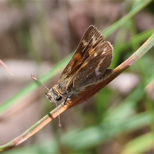 Taractrocera papyria (White-banded Grass-dart) at Mongarlowe, NSW - 1 Mar 2025 by LisaH