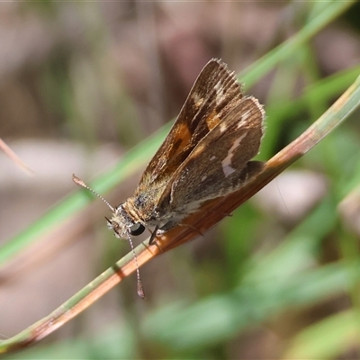 Unidentified Skipper (Hesperiidae) by LisaH