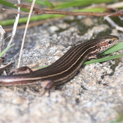 Pseudemoia pagenstecheri (Grassland Tussock-skink) at Thredbo, NSW - 26 Feb 2025 by Pirom