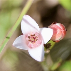 Boronia nana var. hyssopifolia by LisaH