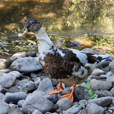 Anas platyrhynchos (Mallard (Domestic Type)) at Melba, ACT - 2 Mar 2025 by kasiaaus