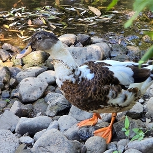 Anas platyrhynchos at Melba, ACT - Yesterday 12:08 PM