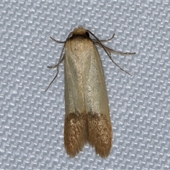 Tachystola stenoptera (Chezela Group) at Melba, ACT - 26 Feb 2025 by kasiaaus