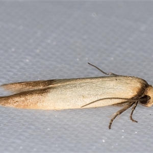 Tachystola stenoptera at Melba, ACT - 26 Feb 2025 11:53 PM