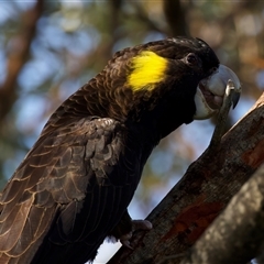 Zanda funerea (Yellow-tailed Black-Cockatoo) at Guerilla Bay, NSW - 20 Feb 2025 by jb2602