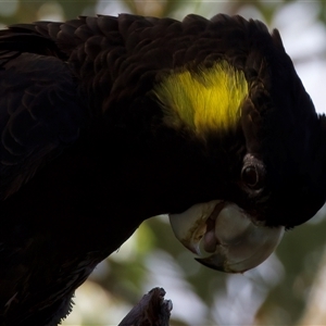 Zanda funerea at Guerilla Bay, NSW - 20 Feb 2025 04:30 PM