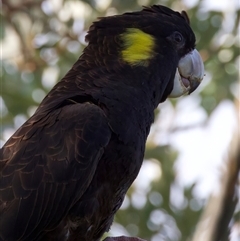 Zanda funerea at Guerilla Bay, NSW - 20 Feb 2025 04:30 PM