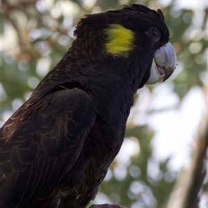 Zanda funerea at Guerilla Bay, NSW - 20 Feb 2025 04:30 PM