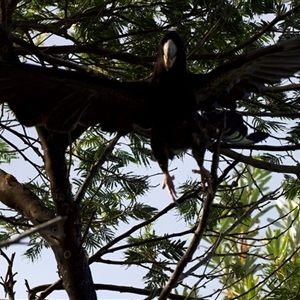 Zanda funerea at Guerilla Bay, NSW - 20 Feb 2025 04:30 PM