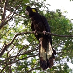 Zanda funerea at Guerilla Bay, NSW - 20 Feb 2025 04:30 PM