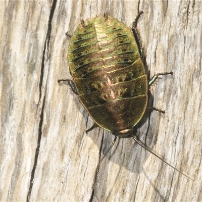 Polyzosteria viridissima (Alpine Metallic Cockroach) at Wilsons Valley, NSW - 28 Feb 2025 by Harrisi