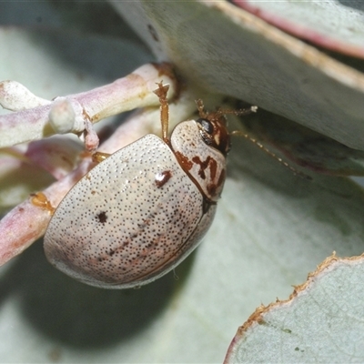 Unidentified Leaf beetle (Chrysomelidae) at Wilsons Valley, NSW - 28 Feb 2025 by Harrisi