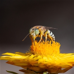 Bembix sp. (genus) (Unidentified Bembix sand wasp) at Acton, ACT - 2 Mar 2025 by Untidy