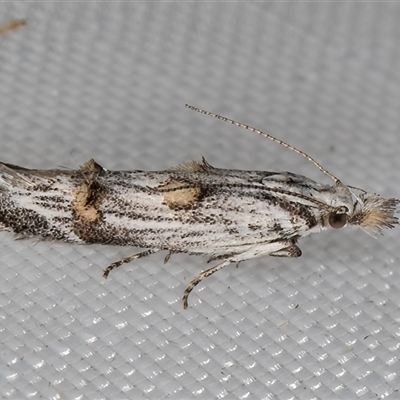 Leptozestis and Trachydora (genera) (A cosmet moth) at Melba, ACT - 26 Feb 2025 by kasiaaus