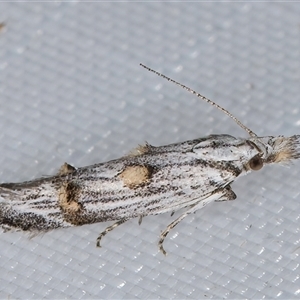 Leptozestis and Trachydora (genera) at Melba, ACT - 26 Feb 2025 11:54 PM