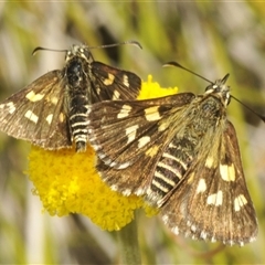 Hesperilla munionga (Alpine Sedge-Skipper) at Wilsons Valley, NSW - 28 Feb 2025 by Harrisi