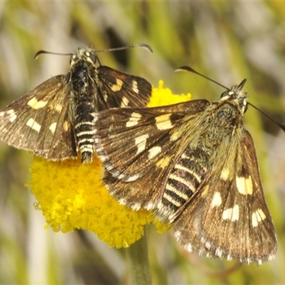 Hesperilla munionga (Alpine Sedge-Skipper) at Wilsons Valley, NSW - 28 Feb 2025 by Harrisi