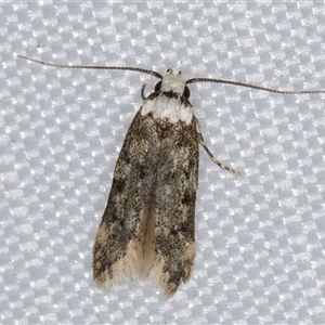 Endrosis sarcitrella at Melba, ACT - 26 Feb 2025 11:56 PM