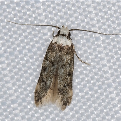 Endrosis sarcitrella (White-shouldered House Moth) at Melba, ACT - 26 Feb 2025 by kasiaaus