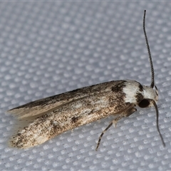 Endrosis sarcitrella at Melba, ACT - 26 Feb 2025 11:56 PM