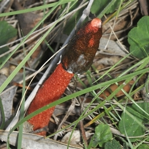 Phallus rubicundus (Phallus rubicundus) by Harrisi