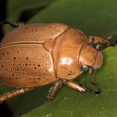 Anoplognathus sp. (genus) (Unidentified Christmas beetle) at Melba, ACT - 27 Feb 2025 by kasiaaus