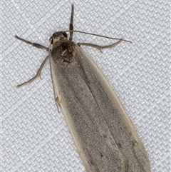 Scoliacma nana (Diminutive Footman) at Melba, ACT - 27 Feb 2025 by kasiaaus