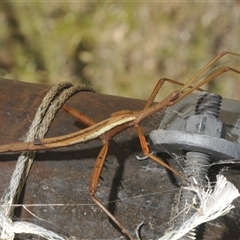 Unidentified Stick insect (Phasmatodea) at Wilsons Valley, NSW - 28 Feb 2025 by Harrisi