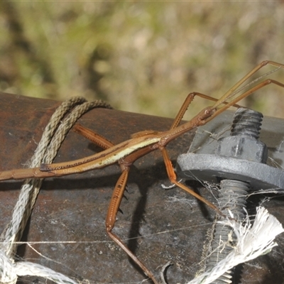 Didymuria violescens (Spur-legged stick insect) at Wilsons Valley, NSW - 28 Feb 2025 by Harrisi