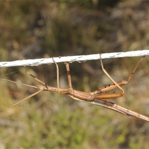 Didymuria violescens at Wilsons Valley, NSW - 28 Feb 2025 01:54 PM