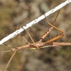 Didymuria violescens at Wilsons Valley, NSW - 28 Feb 2025 01:54 PM