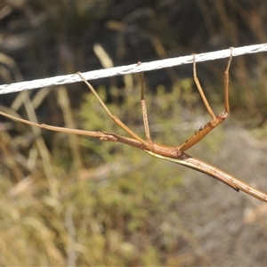 Didymuria violescens at Wilsons Valley, NSW - 28 Feb 2025 01:54 PM