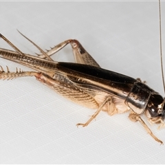 Gryllidae (family) (Field cricket) at Melba, ACT - 27 Feb 2025 by kasiaaus