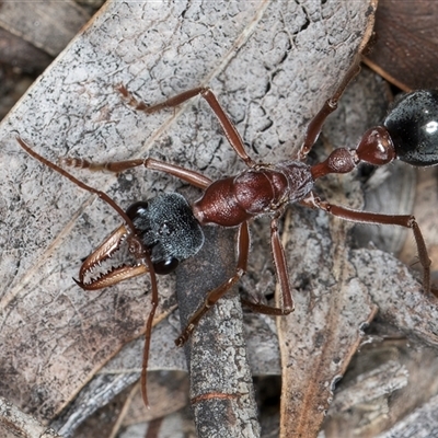 Myrmecia nigriceps (Black-headed bull ant) at Deakin, ACT - 27 Feb 2025 by kasiaaus