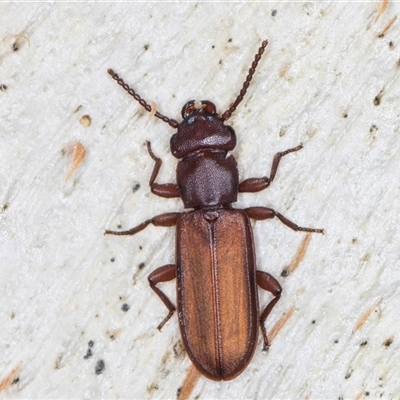 Platisus sp. (genus) (Flat bark beetle) at Deakin, ACT - 27 Feb 2025 by kasiaaus