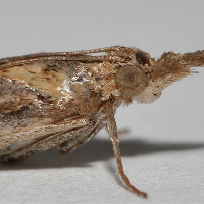 Faveria tritalis (Couchgrass Webworm) at Lawson, ACT - 2 Mar 2025 by TimL