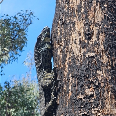 Varanus varius at Cuttagee, NSW - 27 Feb 2025 by Bidge