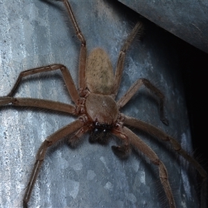 Delena cancerides (Social huntsman spider) at Bruce, ACT - 1 Mar 2025 by NateKingsford