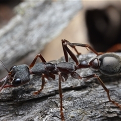 Myrmecia sp. (genus) (Bull ant or Jack Jumper) at Bruce, ACT - 1 Mar 2025 by NateKingsford